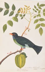 Dollarvogel, aus Zeichnungen von Vögeln aus Malakka, ca. 1805-18